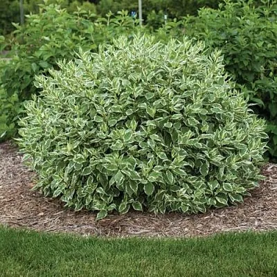 Дерен ЭЛЕГАНТИССИМА белый  Дерен ЭЛЕГАНТИССИМА белый в Екатеринбурге