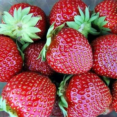 Клубника МАЛЬВИНА  Клубника МАЛЬВИНА в Екатеринбурге