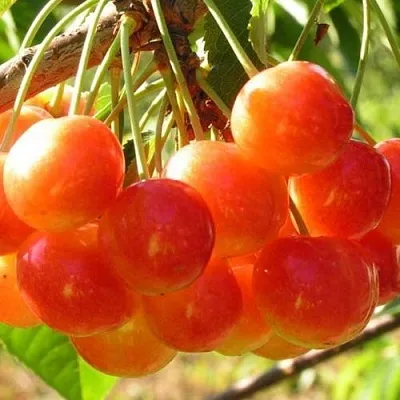 Черешня СОПЕРНИЦА  Черешня СОПЕРНИЦА в Екатеринбурге