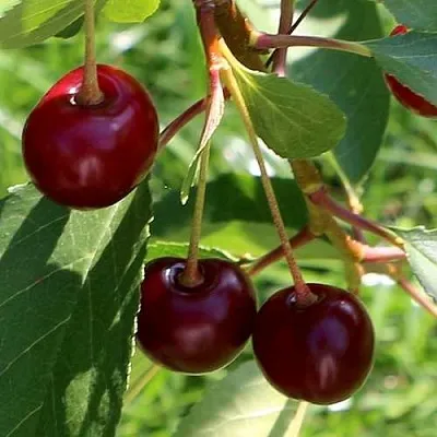 Дюк НАДЕЖДА  Дюк НАДЕЖДА в Екатеринбурге