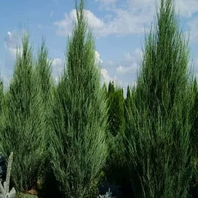 Можжевельник СКАЙРОКЕТ скальный в Екатеринбурге