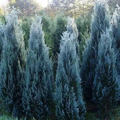 Кипарисовик ДАРТС БЛЮ РИББОН лавсона в Екатеринбурге