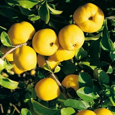 Айва ЦЕЗАРЬ  Айва ЦЕЗАРЬ в Екатеринбурге