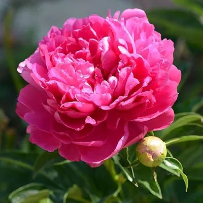 Пион БУШЕЛА травянистый в Екатеринбурге