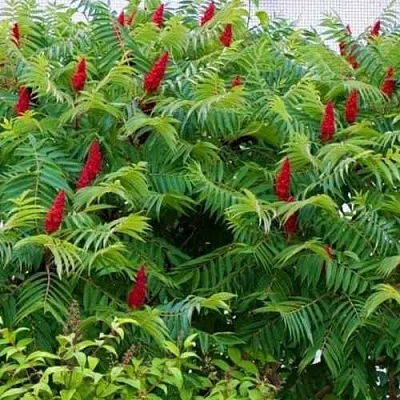 Сумах  Сумах в Екатеринбурге