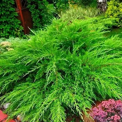 Можжевельник МИНТ ДЖУЛЕП средний  Можжевельник средний Mint Julep (МИНТ ДЖУЛЕП) в Екатеринбурге