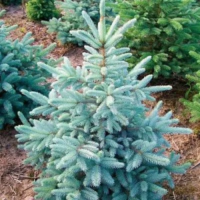 Ель КЕЙБАБ колючая  Ель КЕЙБАБ колючая в Екатеринбурге