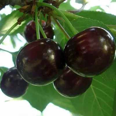 Дюк КСЕНИЯ (ЧЕРЕВИШНЯ)  Дюк КСЕНИЯ (ЧЕРЕВИШНЯ) в Екатеринбурге