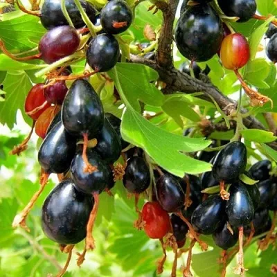 Смородина золотистая БОКАЛИНСКАЯ  Смородина золотистая БОКАЛИНСКАЯ в Екатеринбурге