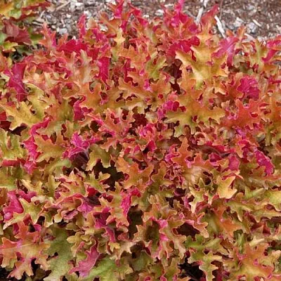 Гейхера МАРМЕЛАД  Гейхера МАРМЕЛАД в Екатеринбурге