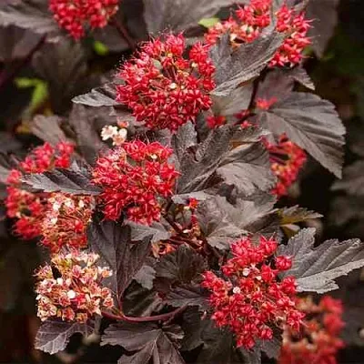 Пузыреплодник РЕД БАРОН  Пузыреплодник РЕД БАРОН в Екатеринбурге