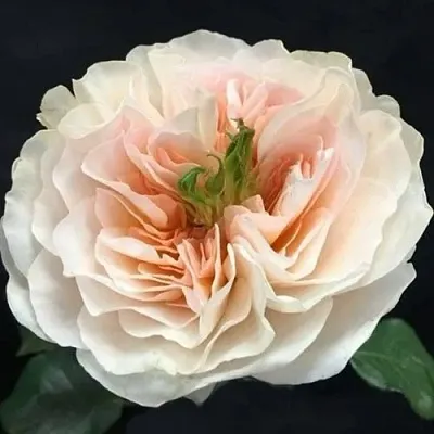 Саженцы роз ЧАРИТИ английская  Саженцы роз ЧАРИТИ английская в Екатеринбурге