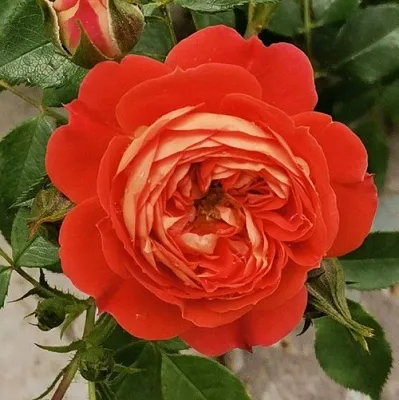 Саженцы роз СТАРЛЕТ РОУЗ КАРМЕН плетистая  Саженцы роз СТАРЛЕТ РОУЗ КАРМЕН плетистая в Екатеринбурге