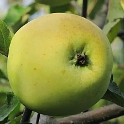 Яблоня РОССИЯНКА в Екатеринбурге