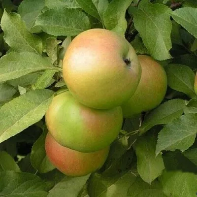 Яблоня ВЕРБНОЕ  Яблоня ВЕРБНОЕ в Екатеринбурге