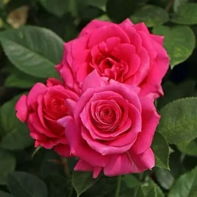 Саженцы роз ЛАВ ЛЕТТЕР флорибунда  Саженцы роз ЛАВ ЛЕТТЕР флорибунда в Екатеринбурге