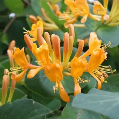 Жимолость ТЕЛЬМАНА в Екатеринбурге