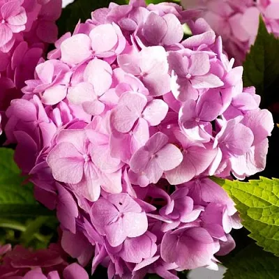 Гортензия БУКЕТ РОУЗ крупнолистная  Гортензия БУКЕТ РОУЗ крупнолистная в Екатеринбурге