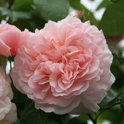 Саженцы роз РОЗ ДЕ ТОЛБИАК плетистая  Саженцы роз РОЗ ДЕ ТОЛБИАК плетистая в Екатеринбурге