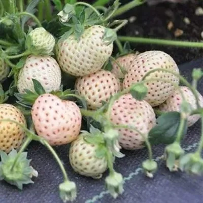 Клубника АНАНАСА ремонтантная в Екатеринбурге