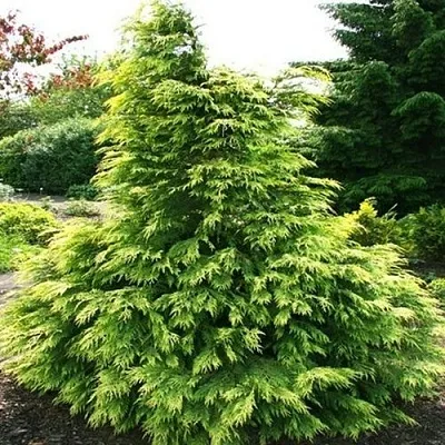 Кипарисовик САНКИСТ лавсона в Екатеринбурге