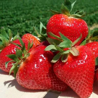 Клубника ДЖОЛИ  Клубника ДЖОЛИ в Екатеринбурге