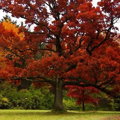 Дуб  Дуб в Екатеринбурге