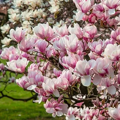 Магнолия  Магнолия в Екатеринбурге