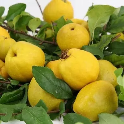 Айва ЯПОНСКАЯ  Айва ЯПОНСКАЯ в Екатеринбурге