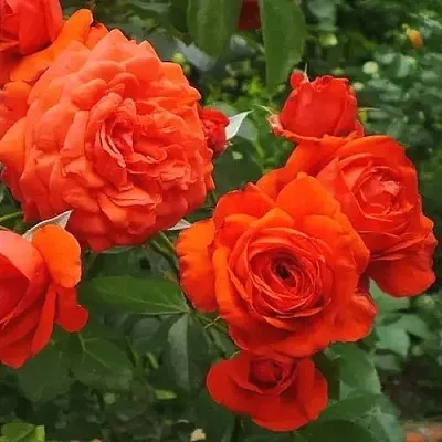 Саженцы роз МАЙНТАУЭР плетистая  Саженцы роз МАЙНТАУЭР плетистая в Екатеринбурге