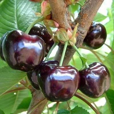 Черешня МУСКАТНАЯ в Екатеринбурге