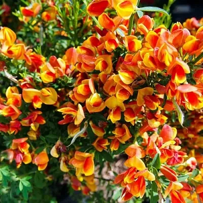 Ракитник АНДРЕАНУС  Ракитник АНДРЕАНУС в Екатеринбурге