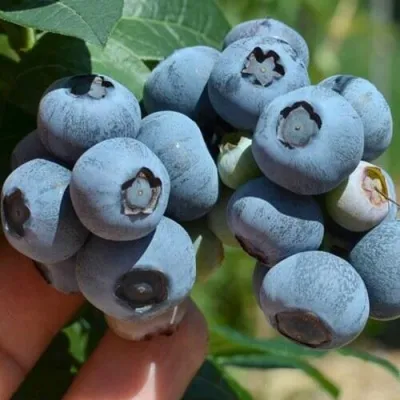 Голубика НЕЛЬСОН в Екатеринбурге