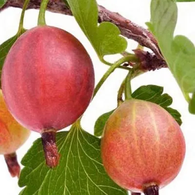 Крыжовник ЯРКИЙ  Крыжовник ЯРКИЙ в Екатеринбурге