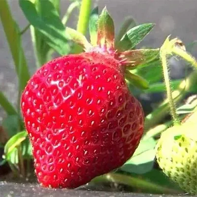 Клубника ХОНЕЙ  Клубника ХОНЕЙ в Екатеринбурге