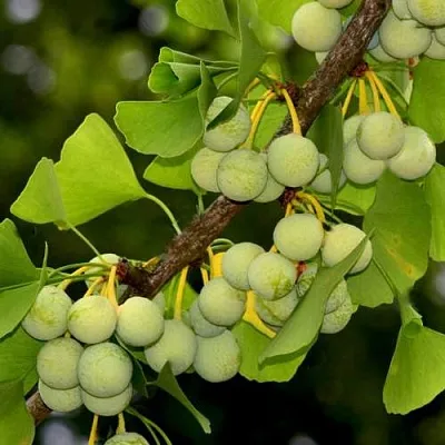 Гинкго билоба  Гинкго билоба в Екатеринбурге