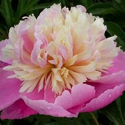 Пион ВЕСЕННЯЯ ПАЛИТРА травянистый в Екатеринбурге