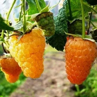 Малина ОРАНЖЕВОЕ ЧУДО  Малина ОРАНЖЕВОЕ ЧУДО в Екатеринбурге