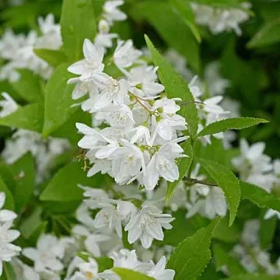 Дейция шершавая  Дейция шершавая в Екатеринбурге