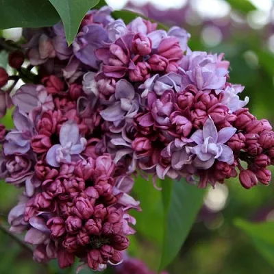 Сирень П.П.КОНЧАЛОВСКИЙ  Сирень П.П.КОНЧАЛОВСКИЙ в Екатеринбурге