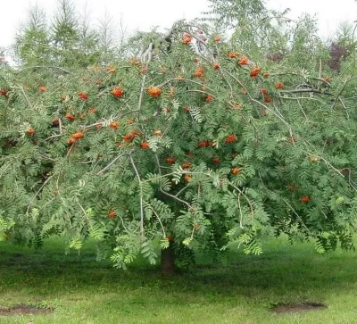 Рябина ПЛАКУЧАЯ сладкоплодная в Екатеринбурге