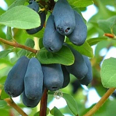 Жимолость съедобная ЮГАНА  Жимолость съедобная ЮГАНА в Екатеринбурге