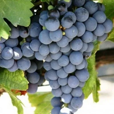 Виноград ЧЕСУРАН в Екатеринбурге