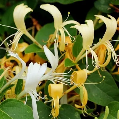 Жимолость ХАЛЛИАНА японская (Хелиана)  Жимолость ХАЛЛИАНА японская (Хелиана) в Екатеринбурге