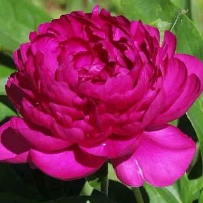 Пион БАРХАТ НОЧИ травянистый в Екатеринбурге