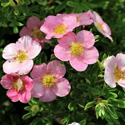 Лапчатка ЛАВЛИ ПИНК кустарниковая  Лапчатка ЛАВЛИ ПИНК кустарниковая в Екатеринбурге