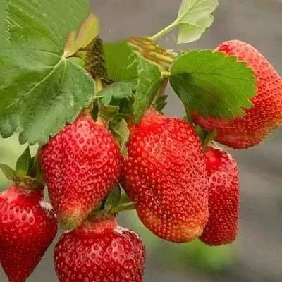 Клубника АЗИЯ  Клубника АЗИЯ в Екатеринбурге