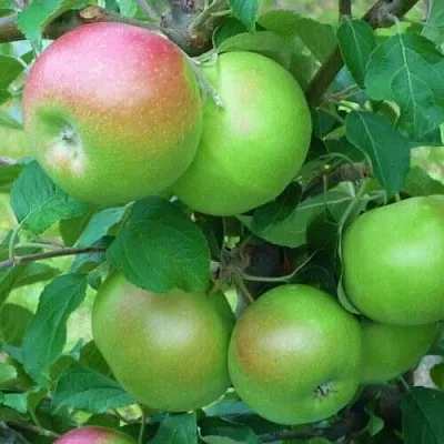 Яблоня НАВАВИТА  Яблоня НАВАВИТА в Екатеринбурге