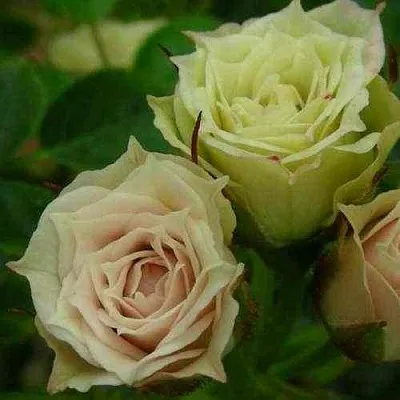 Саженцы роз ГРИН ДАЙМОНД миниатюрная  Саженцы роз ГРИН ДАЙМОНД миниатюрная в Екатеринбурге