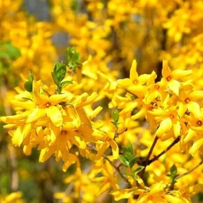 Форзиция  Форзиция в Екатеринбурге